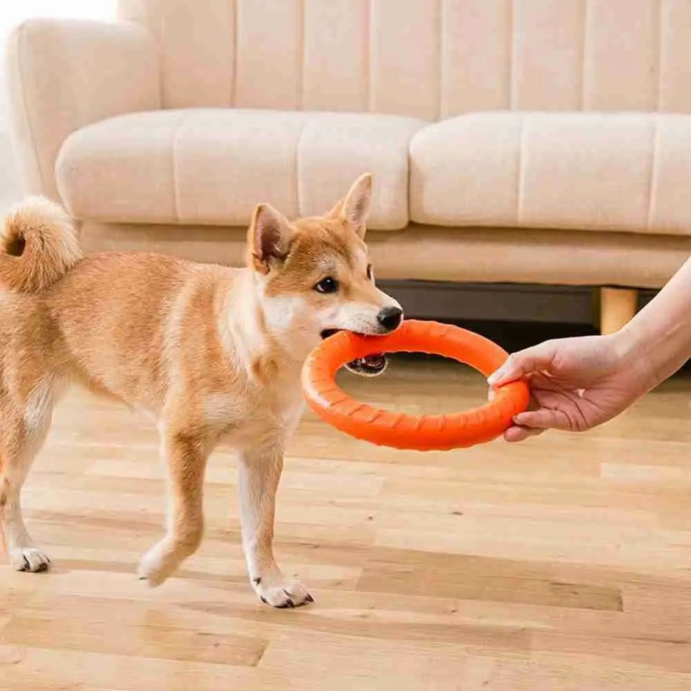 Anneau de dressage durable pour chien 