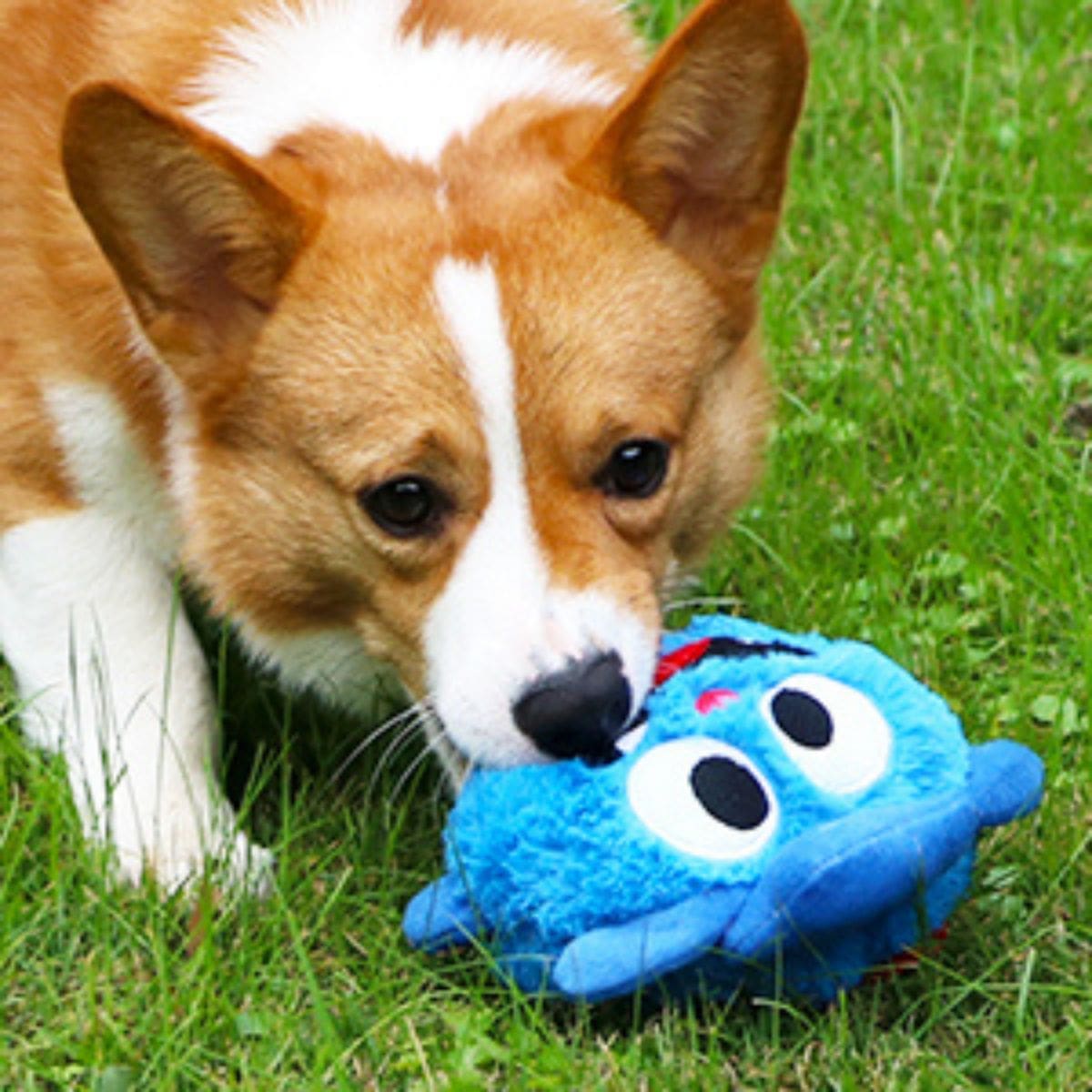 Monstre mignon - Jouet interactif pour chien