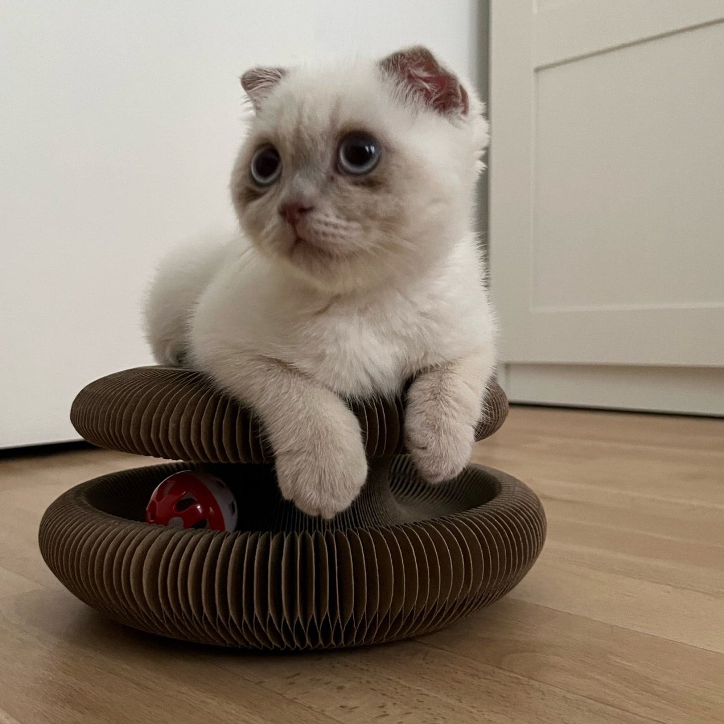 Balle à gratter Purrfect Playtime 